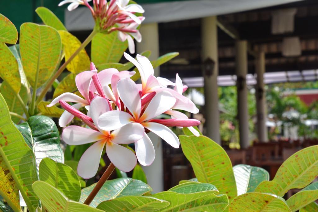 Golden Bay Cottage - Sha Extra Plus Koh Lanta Bagian luar foto